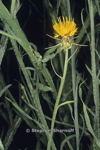 centaurea solstitialis 2 graphic